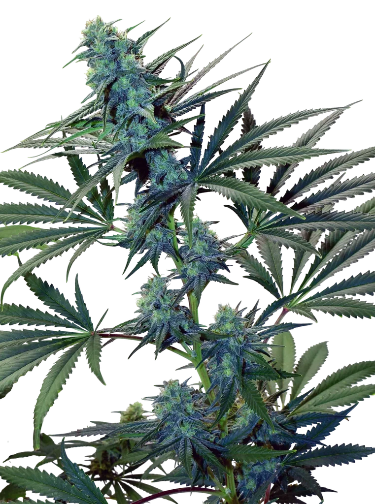 Skunk Haze | PHOTOREG | Mr. Nice Seedbank