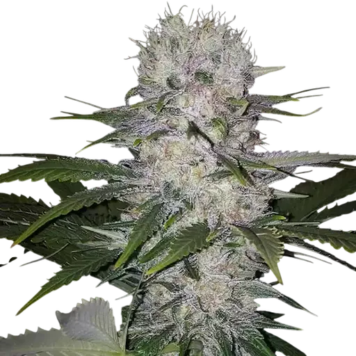 Skunk Hero RBX1 | PHOTOFEM | Ethos Genetics