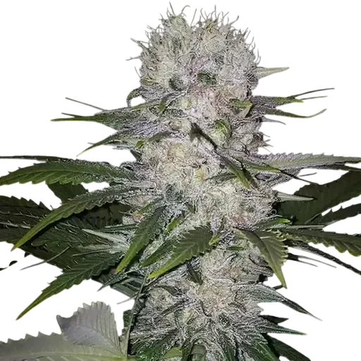 Skunk Hero RBX1