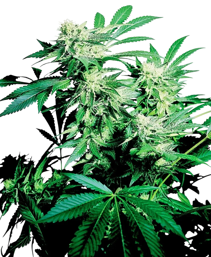 Skunk Kush | PHOTOREG | Sensi Seeds