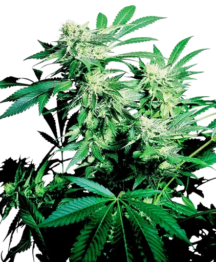 Skunk Kush