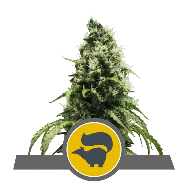 Skunk XL | PHOTOREG | Royal Queen Seeds