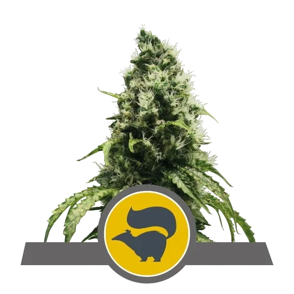 Skunk XL | PHOTOREG | Royal Queen Seeds
