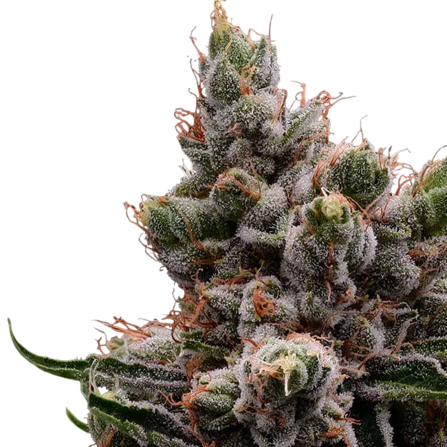 Skywalker 78 | PHOTOREG | Green Bodhi