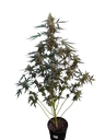 Original Northern Lights Auto | AUTOFEM | Fast Buds