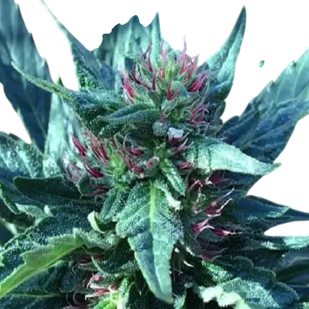 Snowcap | PHOTOREG | Grand Daddy Genetics