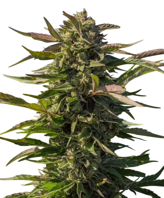 Snow Panda FAST | PHOTOFEM | Atlas Seed