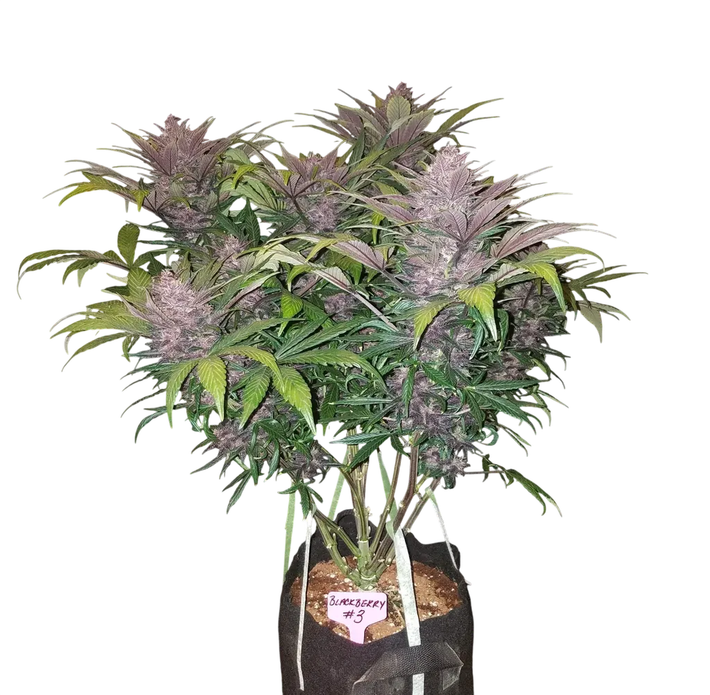 Blackberry Auto | AUTOFEM | Fast Buds