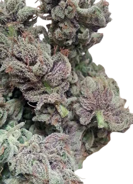 SoCal Master Kush | PHOTOFEM | BC Bud Depot