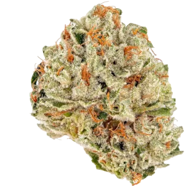 Socrates Sour | PHOTOFEM | Trilogene Seeds