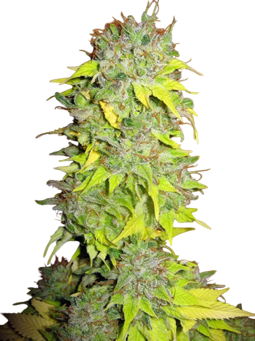 Somango | PHOTOFEM | Tiger One Bulk
