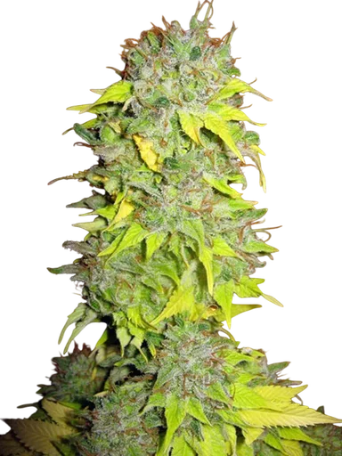 Somango