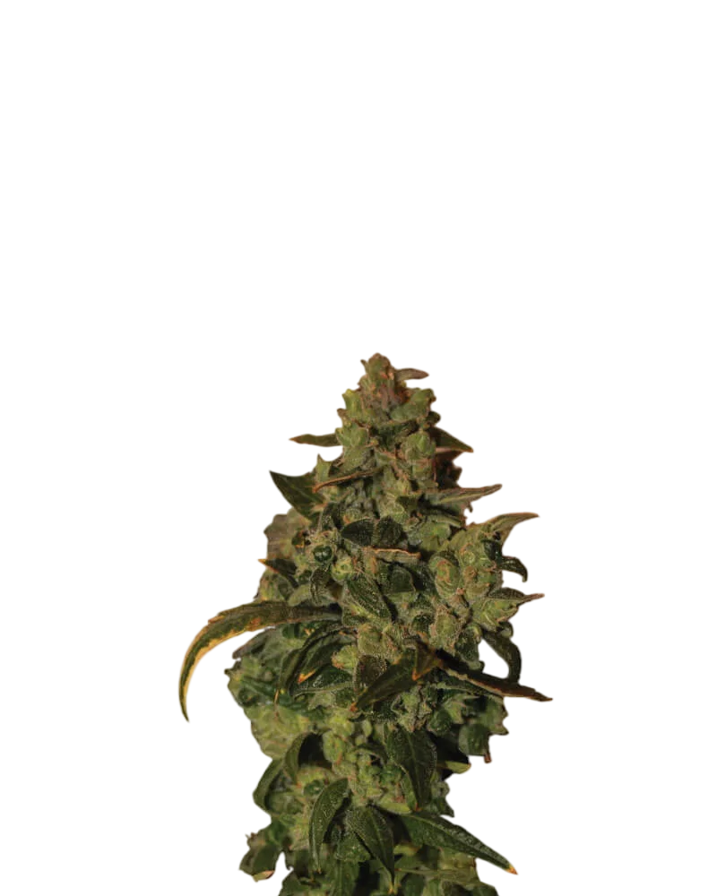 Somango XXL Auto | AUTOFEM | Nirvana Seeds
