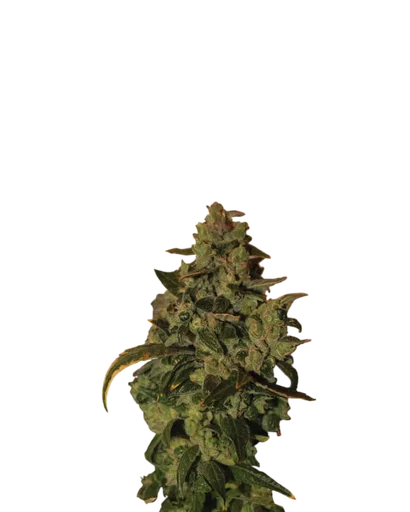 Somango XXL Auto