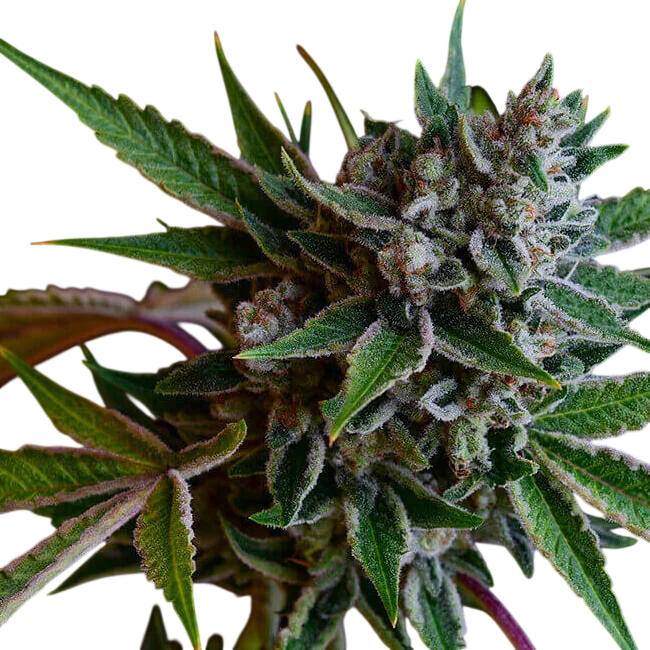Sour Affie | PHOTOREG | Green Bodhi