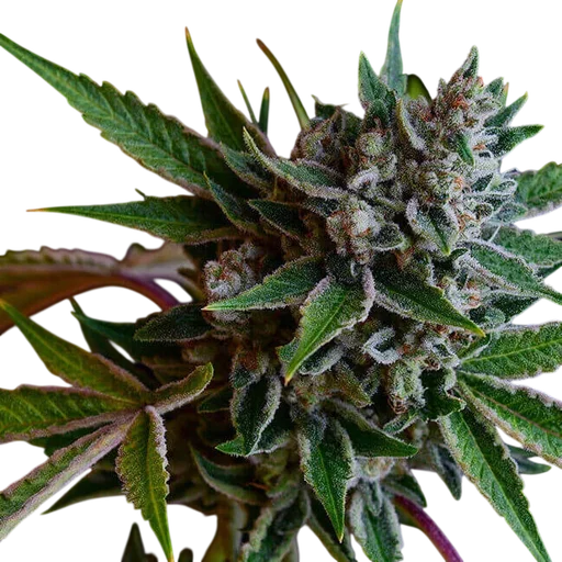 Sour Affie