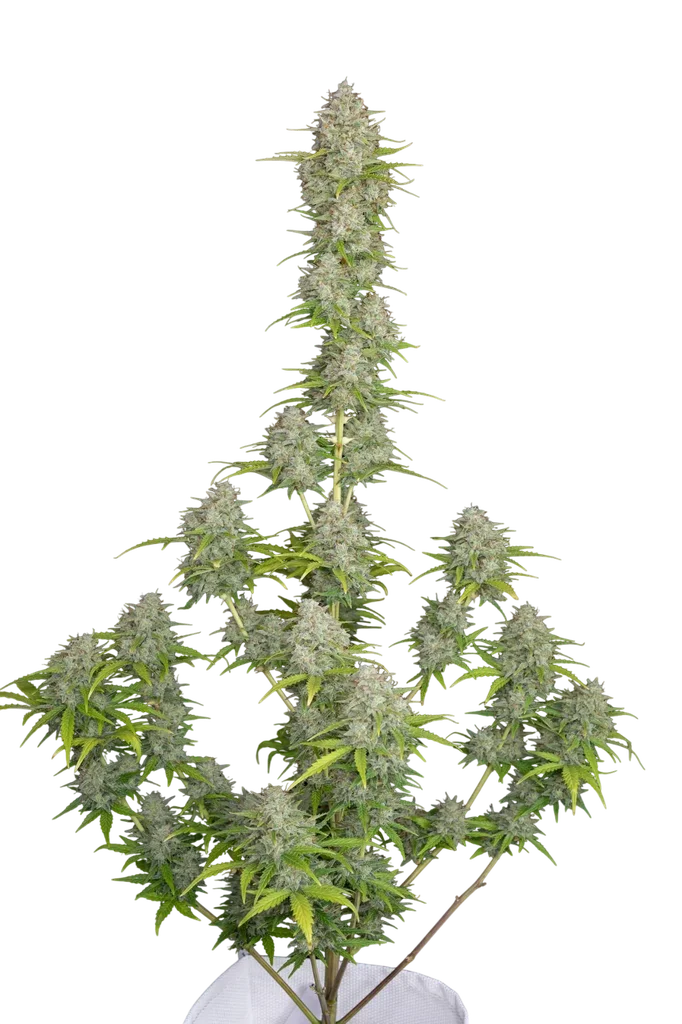 Orange Sherbet Auto | AUTOFEM | Fast Buds