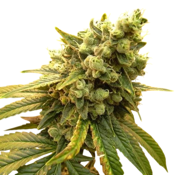 Sour Diesel | PHOTOFEM | Nirvana Seeds