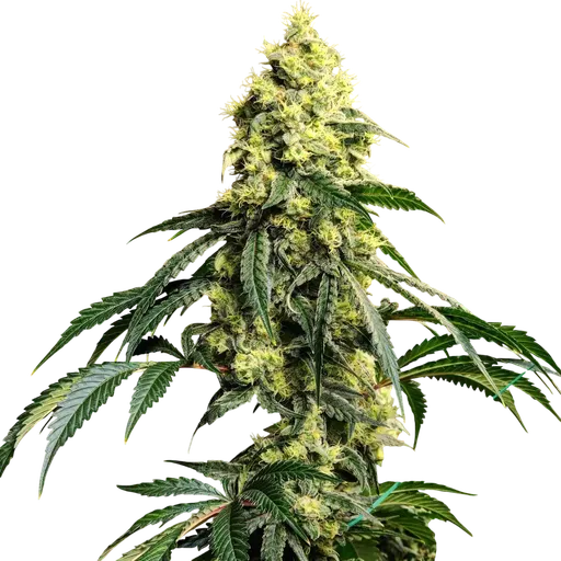 Sour G R1 | PHOTOFEM | Ethos Genetics