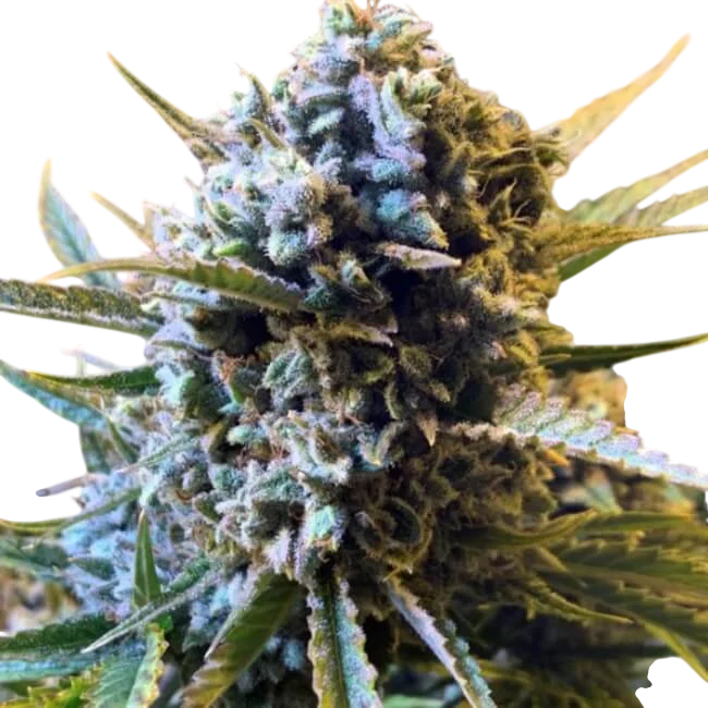 Sour Krout Auto | AUTOFEM | Trilogene Seeds