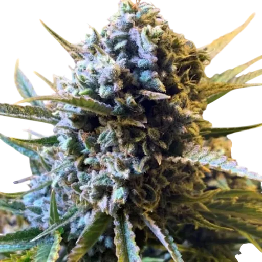 Sour Krout Auto