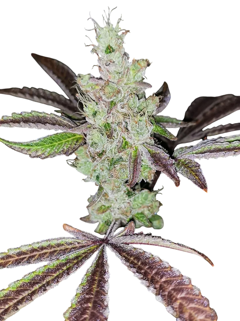 Sour Kuntz | PHOTOFEM | Pheno Finder Seeds
