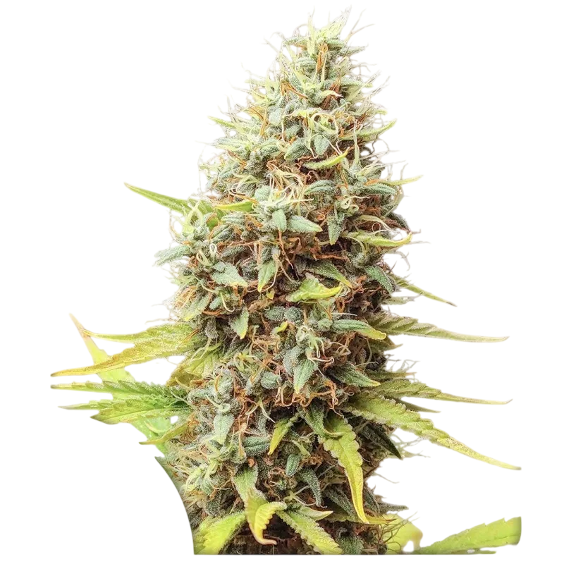 Sour Tangie Dawg | PHOTOREG | Super Sativa Seed Club