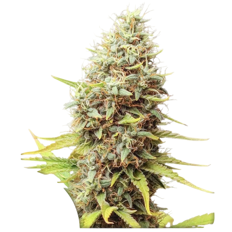 Sour Tangie Dawg | PHOTOREG | Super Sativa Seed Club