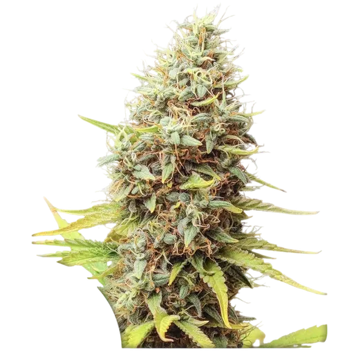 Sour Tangie Dawg