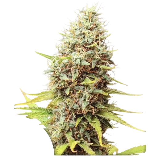 Sour Tangie Dawg