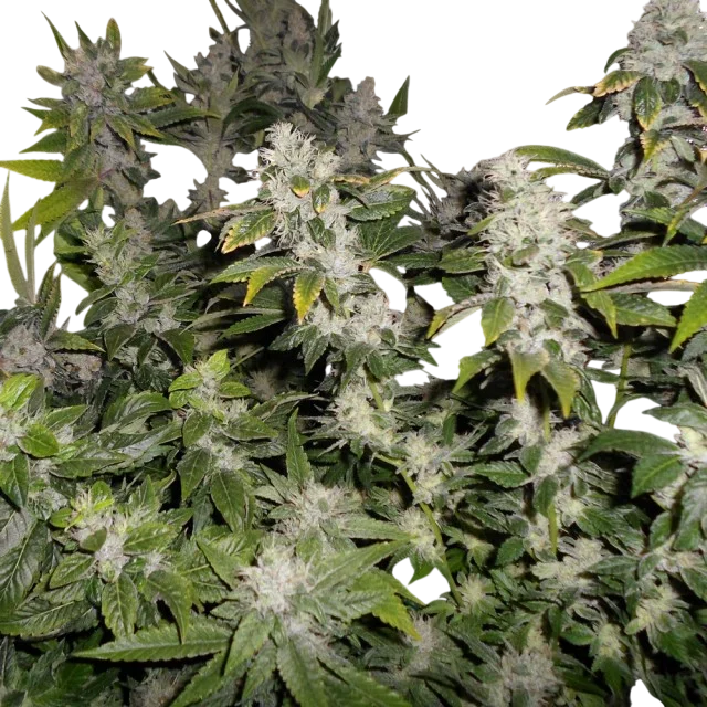 Sour Walker | PHOTOFEM | Pheno Finder Seeds