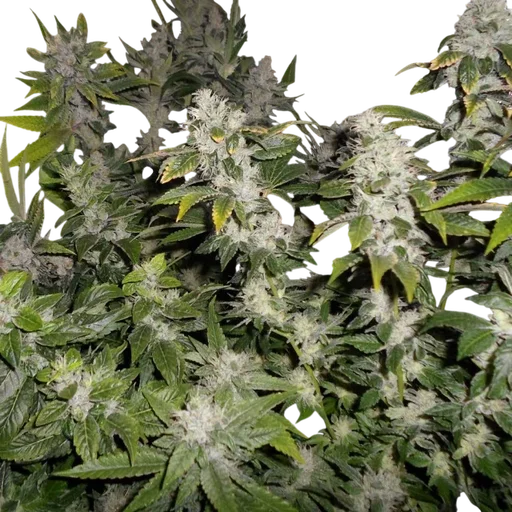 Sour Walker
