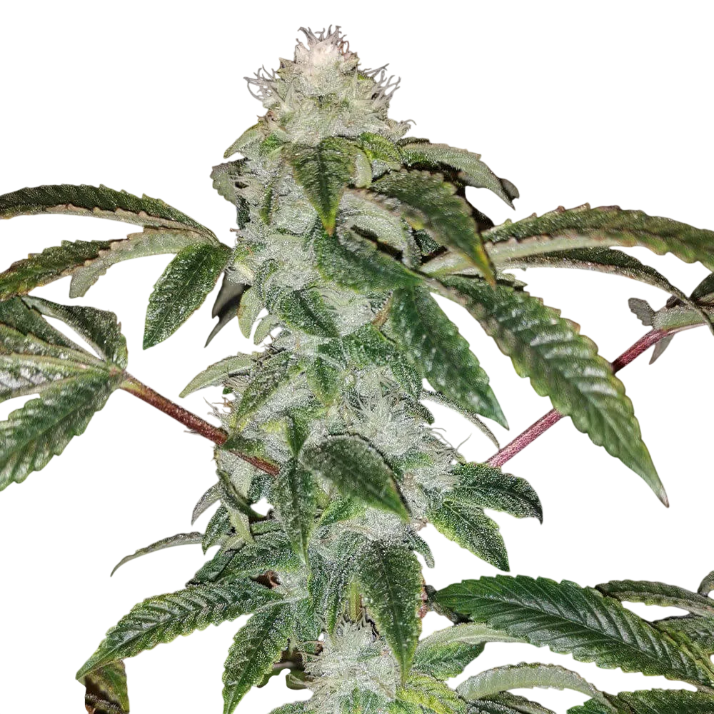 Sowah Sherbert | PHOTOFEM | Pheno Finder Seeds