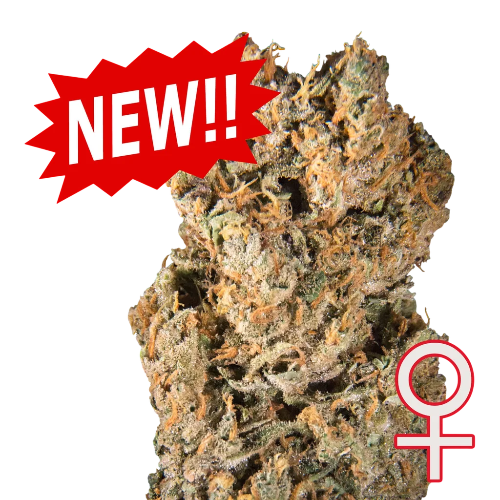 Space Mango Auto | AUTOFEM | K.C. Brains
