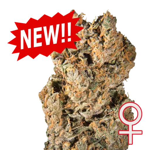 Space Mango Auto