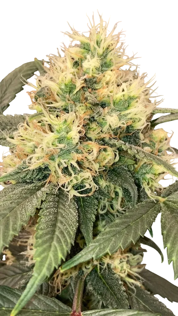 Spice | PHOTOREG | Mr. Nice Seedbank