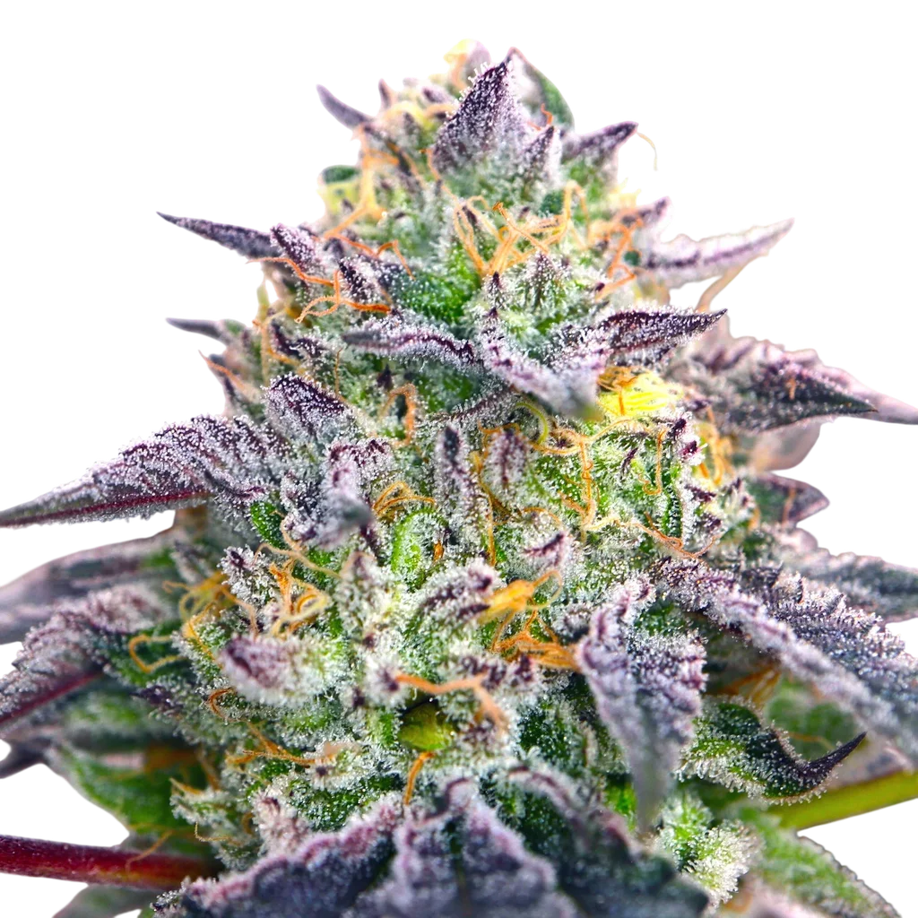 Spicy Guava | PHOTOFEM | Elev8 Seeds
