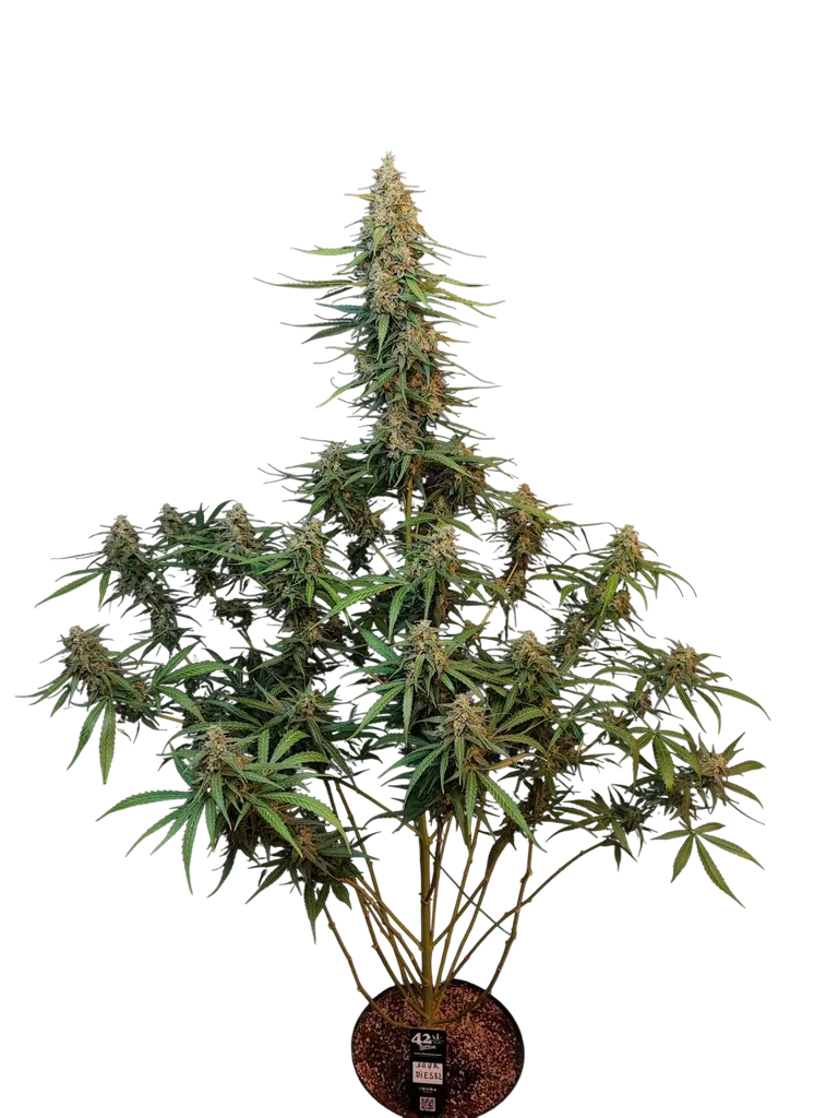 Original Sour Diesel Auto | AUTOFEM | Fast Buds
