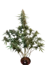 Original Sour Diesel Auto | AUTOFEM | Fast Buds