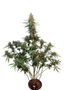 Original Sour Diesel Auto | AUTOFEM | Fast Buds