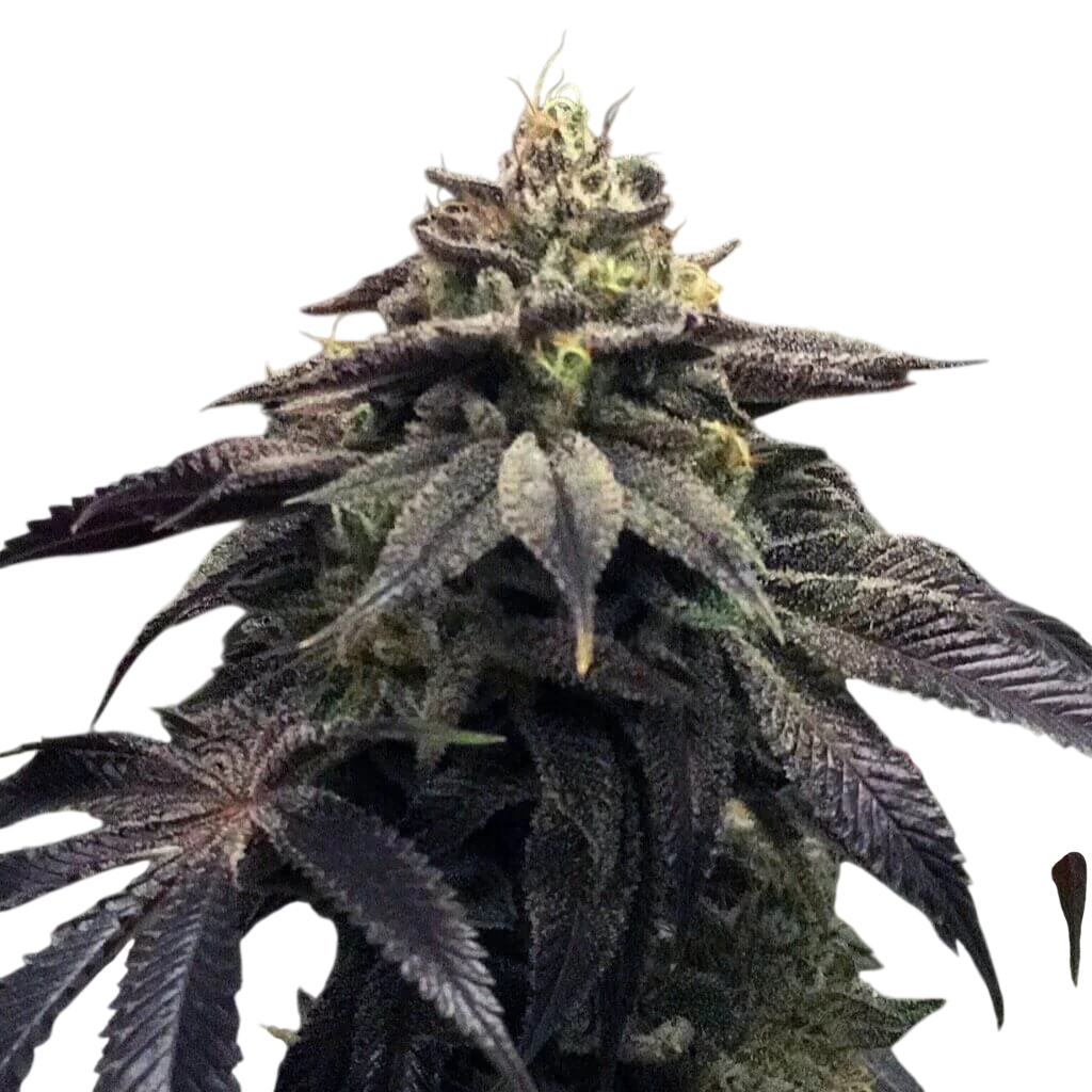 StarCake | PHOTOFEM | Pheno Finder Seeds