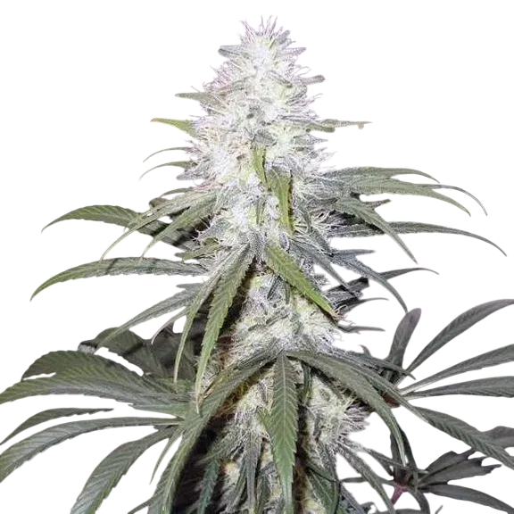 Sterling Haze | PHOTOFEM | Nirvana Seeds