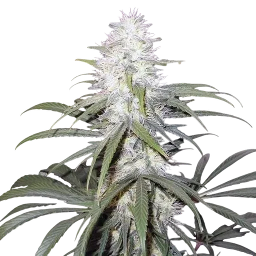 Sterling Haze