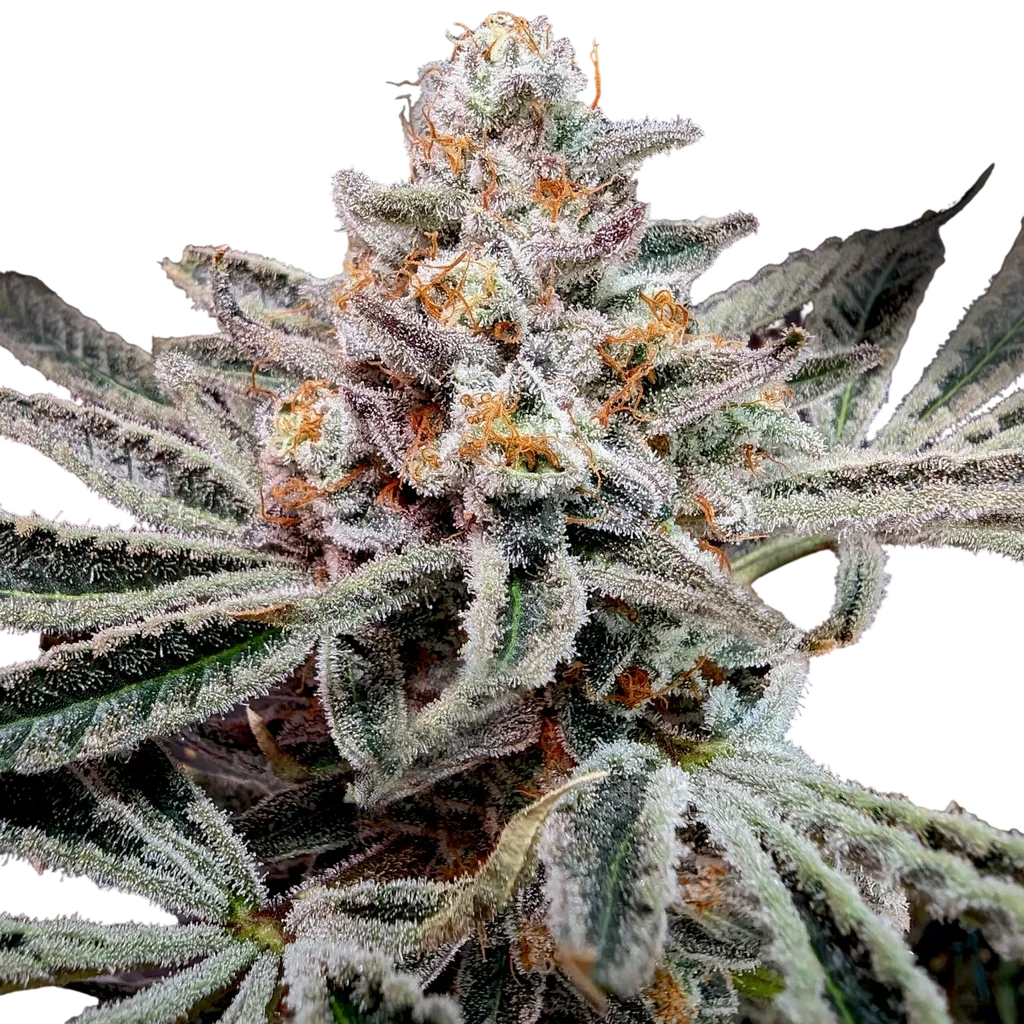 Sticky Glove | PHOTOFEM | Elev8 Seeds