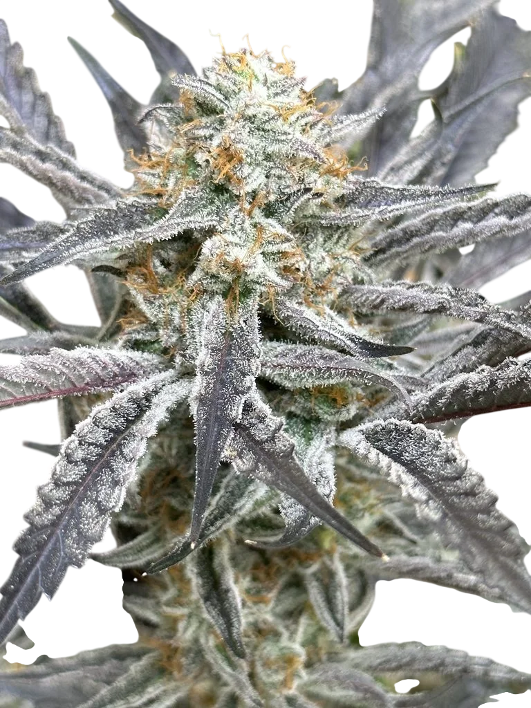 Strawberry Cadillac | PHOTOFEM | Lovin In Her Eyes