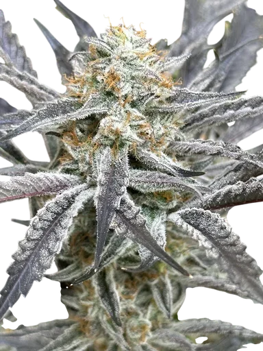 Strawberry Cadillac