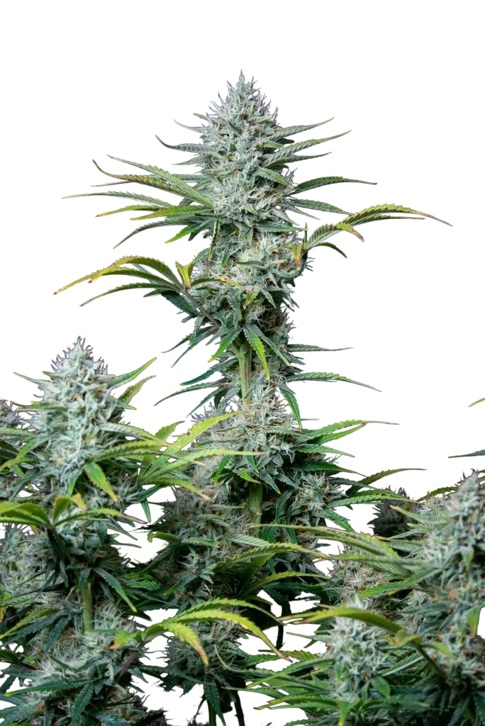 Original White Widow Auto | AUTOFEM | Fast Buds