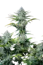 Original White Widow Auto | AUTOFEM | Fast Buds