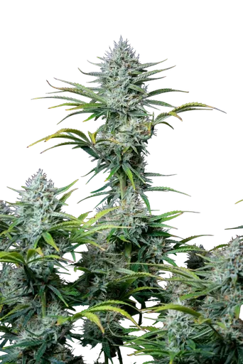 Original White Widow Auto | AUTOFEM | Fast Buds