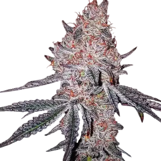 Strawberry Cookies OG R1 | PHOTOFEM | Ethos Genetics